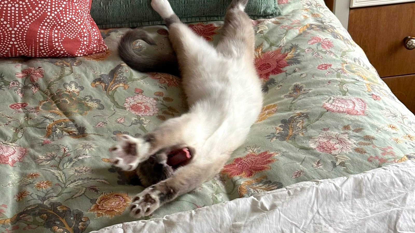 Manifesting Tips & Techniques – How I Found My Kitten
