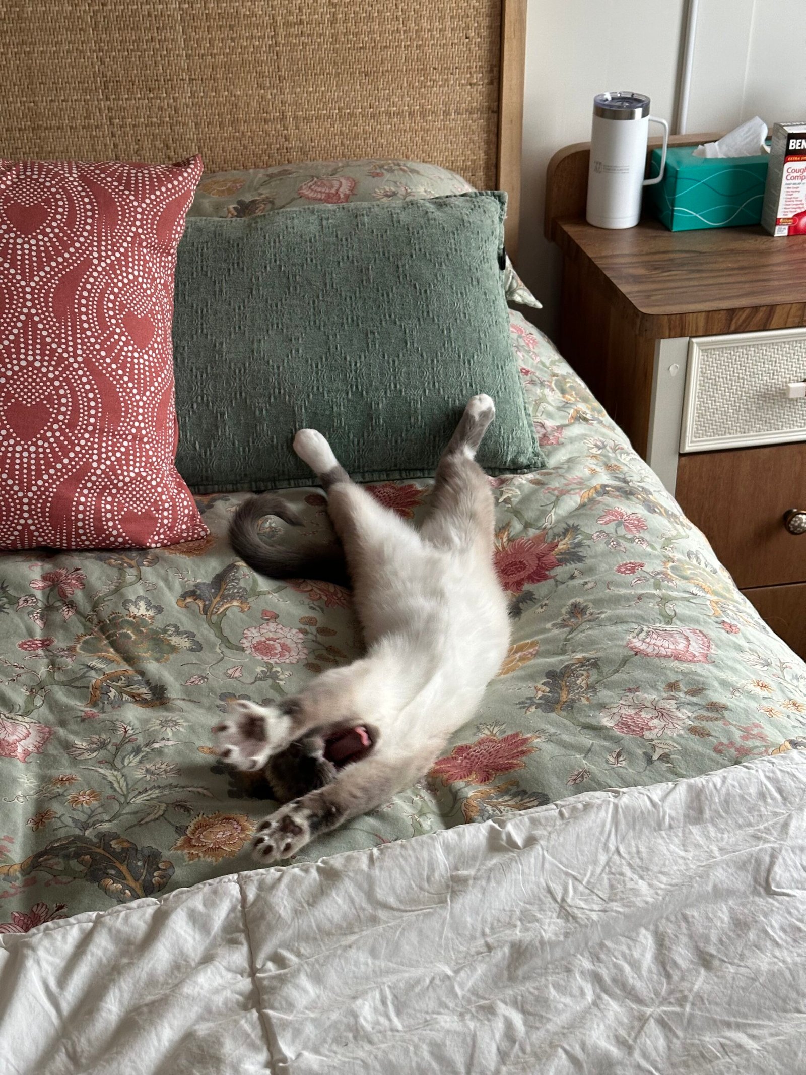 My kitten Penelope (that I manifested) looking cute as always.