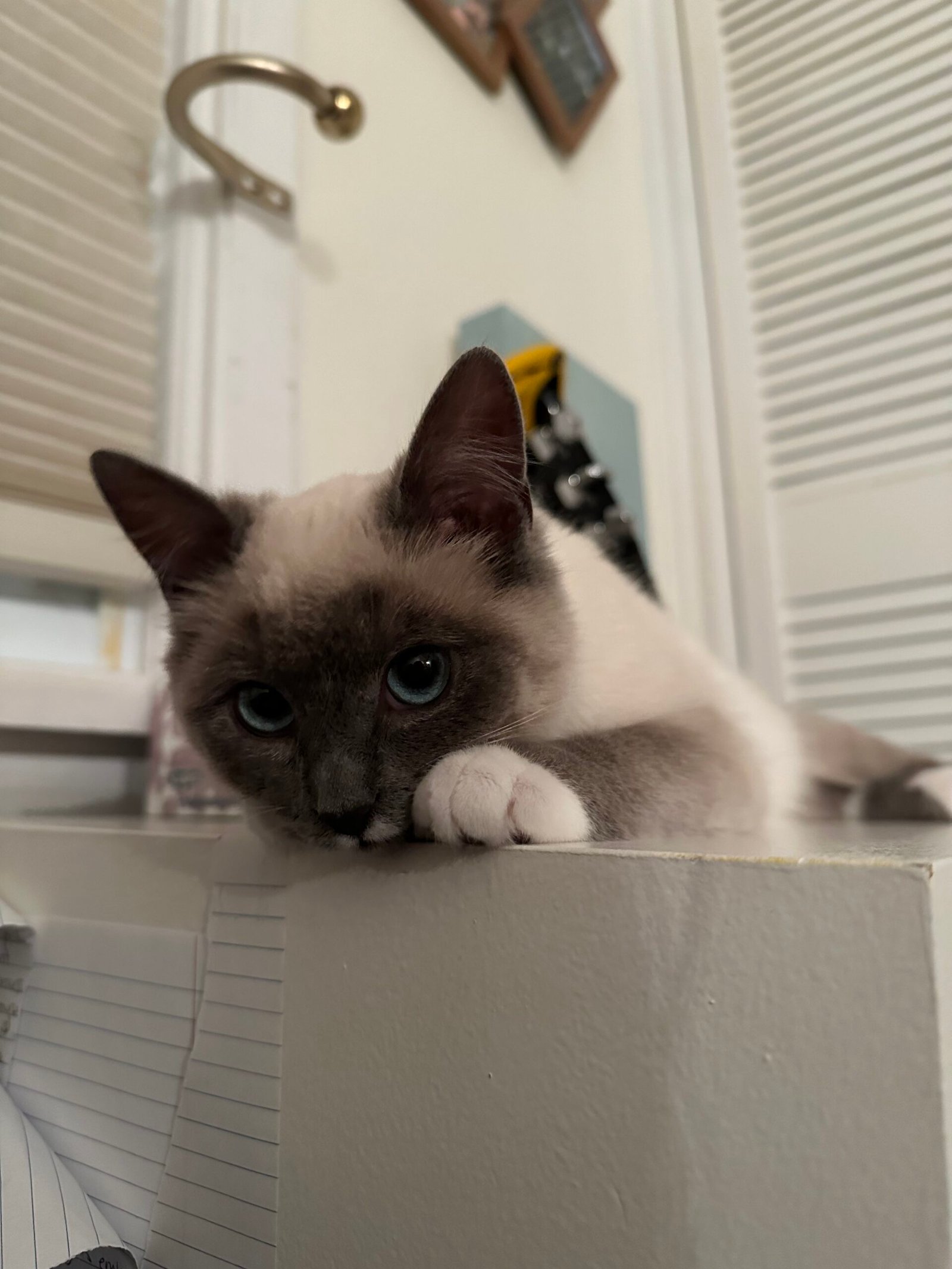 My kitten Penelope (that I manifested) looking adorable.
